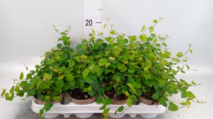 <h4>Ficus pumila 'Sunny Green'</h4>