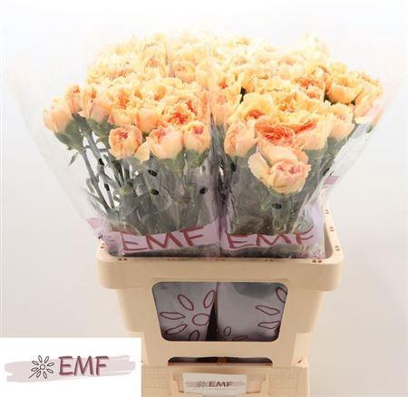 <h4>Di St Mandarin</h4>