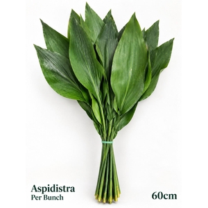 ASPID ELATIOR BS