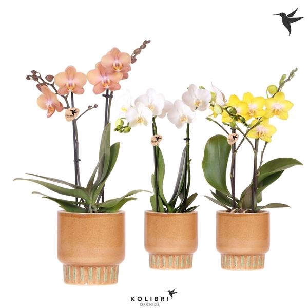 <h4>Phalaenopsis Multifloratypes overig</h4>