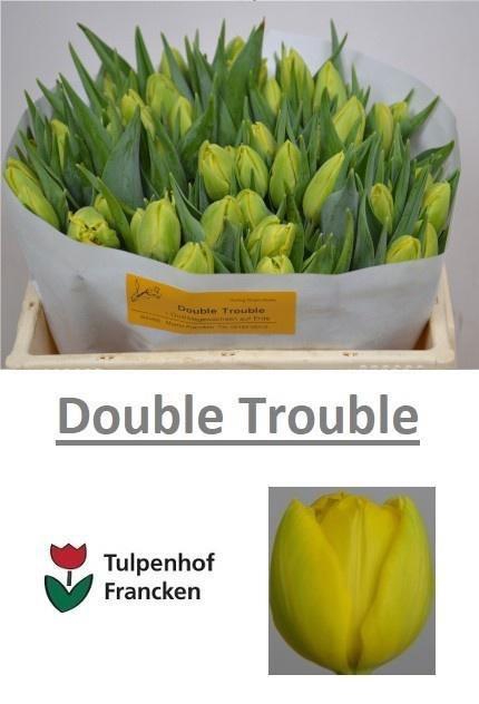 <h4>TU DO DOUBLE TROUBLE</h4>