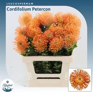 Leucospermum Peter Cone
