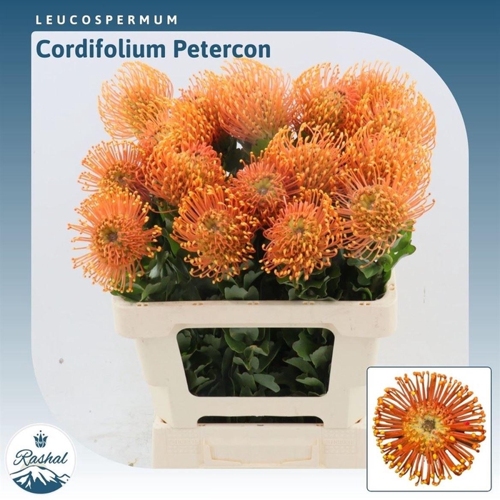<h4>Leucospermum Peter Cone</h4>