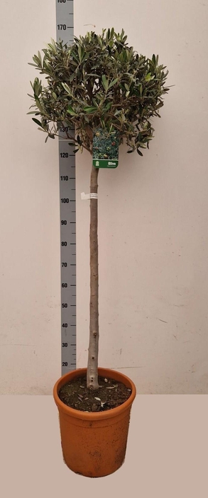 <h4>OLEA EUROPAEA</h4>