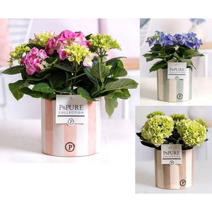 Hydrangea mix in P&PURE Eline ceramics ass. 3