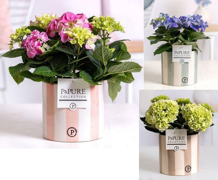 <h4>Hydrangea mix in P&PURE Eline ceramics ass. 3</h4>