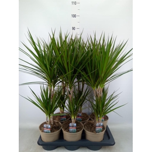 Dracaena marg.