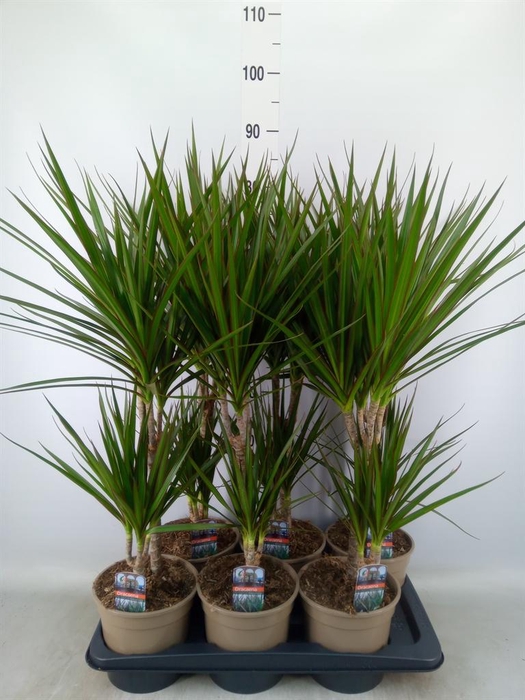 <h4>Dracaena marg.</h4>