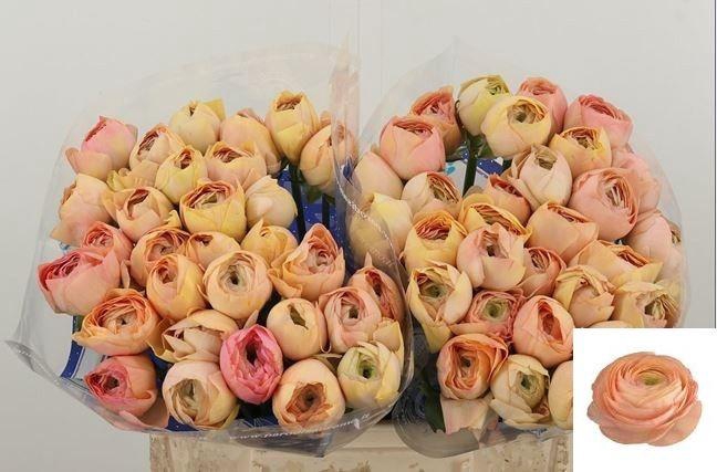 <h4>RAN SU GRAND PASTEL</h4>