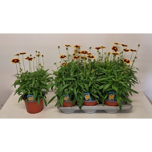 CORE GRANDIFLORA