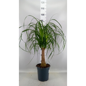 Beaucarnea recurvata
