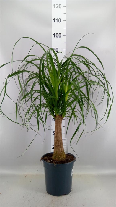 <h4>Beaucarnea recurvata</h4>