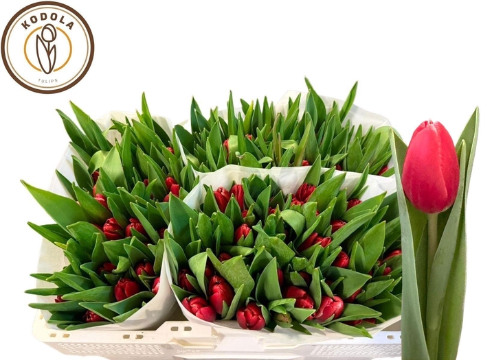 <h4>TU EN KUNG-FU</h4>