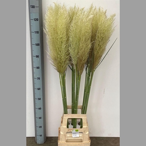 Cortaderia
