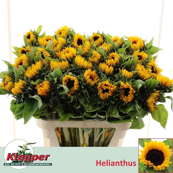 <h4>HELIANTHUS AN. 'SUNRICH ORANGE'</h4>