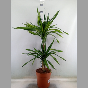 Dracaena frag. 'Riki'