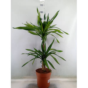 Dracaena frag. 'Riki'