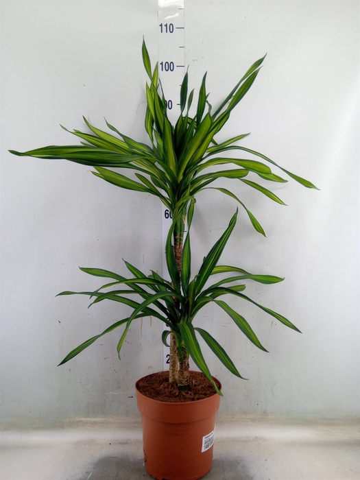 <h4>Dracaena frag. 'Riki'</h4>