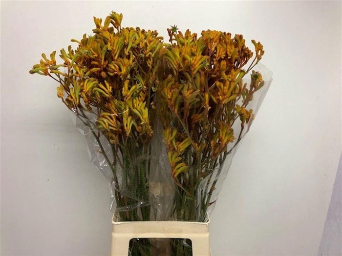 <h4>Anigozanthos Golden Girl 90cm</h4>