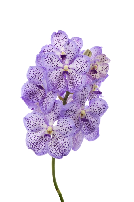 <h4>Vanda Mauve Spot 755</h4>