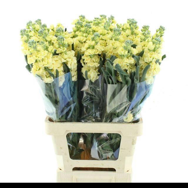 <h4>MATTH IRON D YELLOW</h4>