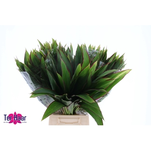 DECOGROEN GROOT BLAD