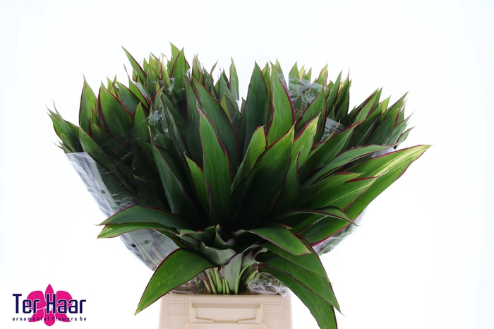 <h4>DECOGROEN GROOT BLAD</h4>