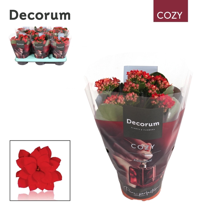 <h4>Kalanchoe Decorum - Cozy Red - kerst</h4>