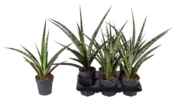 Sansevieria trifasciata 12Ø 40cm