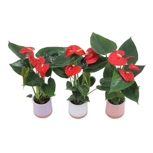 Anthurium XL.17 Easy Red 7cm in keramieken potje