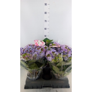 Hydrangea mac.   ...