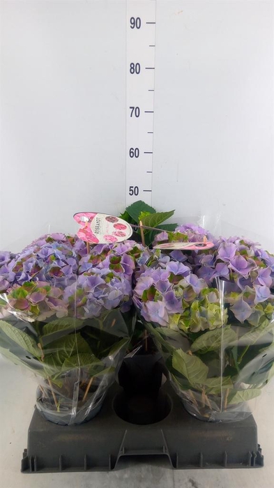 <h4>Hydrangea mac.   ...</h4>