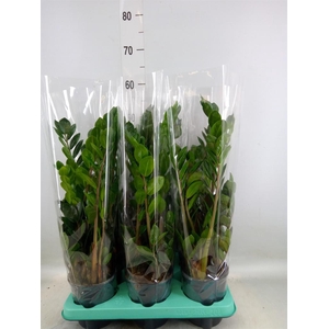 Zamioculcas zamiifolia 'Lima'