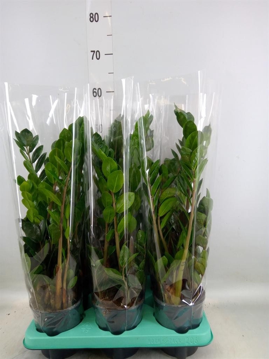 <h4>Zamioculcas zamiifolia 'Lima'</h4>