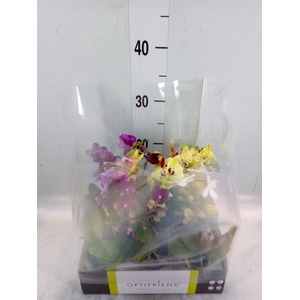 Phalaenopsis multi.   ...mix  5