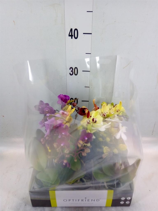 <h4>Phalaenopsis multi. ...mix 5</h4>