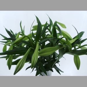 BQ Mono Lelie Longiflorum x5 60cm