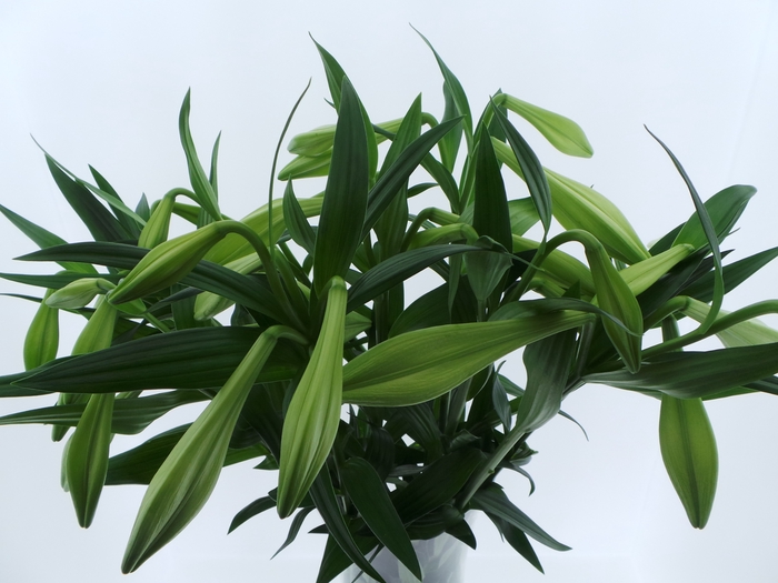 <h4>BQ Mono Lelie Longiflorum x5 60cm</h4>