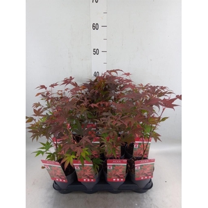 Acer palmatum 'Atropurpureum'