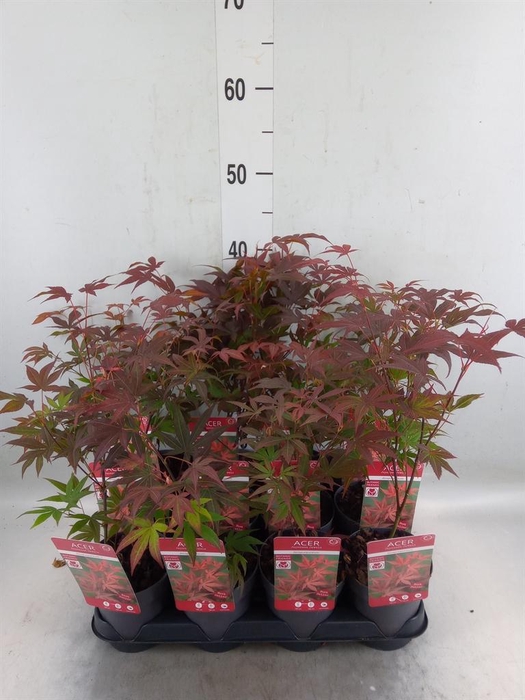 <h4>Acer palmatum 'Atropurpureum'</h4>