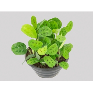 MARANTA LEUCONEURA MASSANGEANA C21