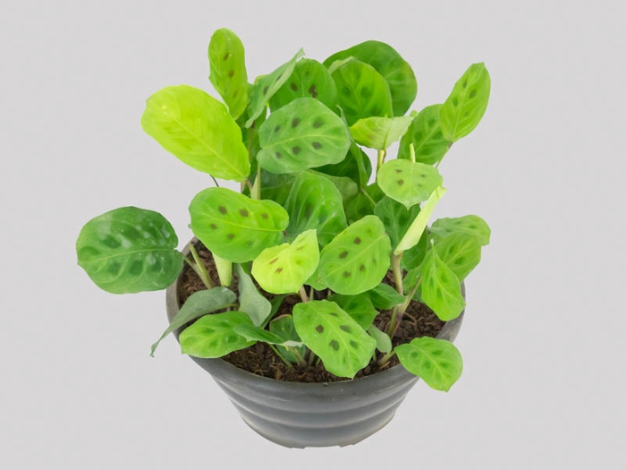<h4>MARANTA LEUCONEURA MASSANGEANA C21</h4>
