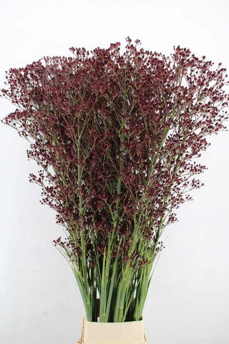 <h4>ERYN PAN MAG R THUND 190CM</h4>