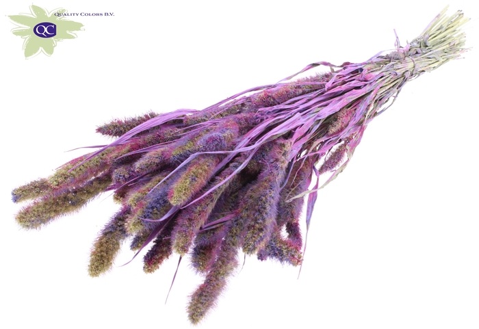 Setaria per bunch multicolour milka