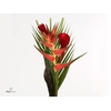 Heliconia A Bqt Petit Plat 566