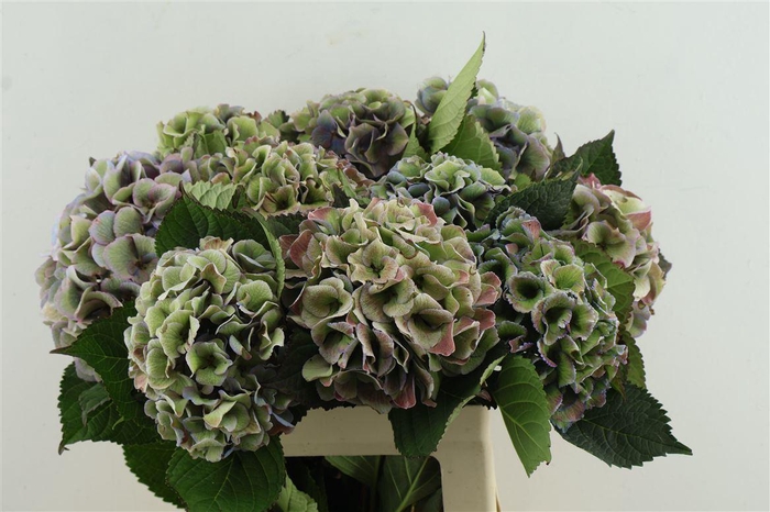 <h4>Hydr M. Cl. Royal Love 60-16</h4>