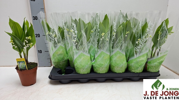 <h4>CONVALLARIA MAJALIS</h4>
