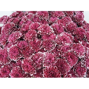 Chr T Altaj Burgundy