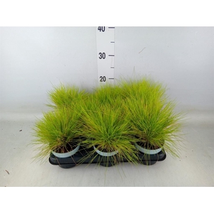 Festuca glauca 'Amigold'