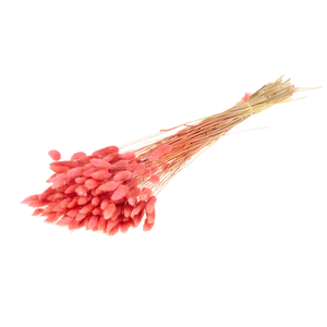 Lagurus Ovatus Pink